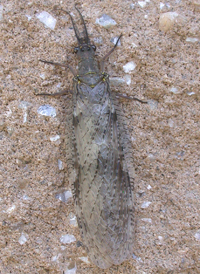 Summer Fishfly